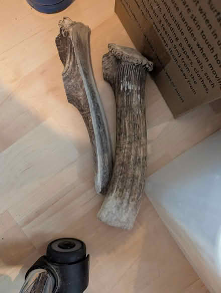 Photo of free Elk antlers (Odenton) #1