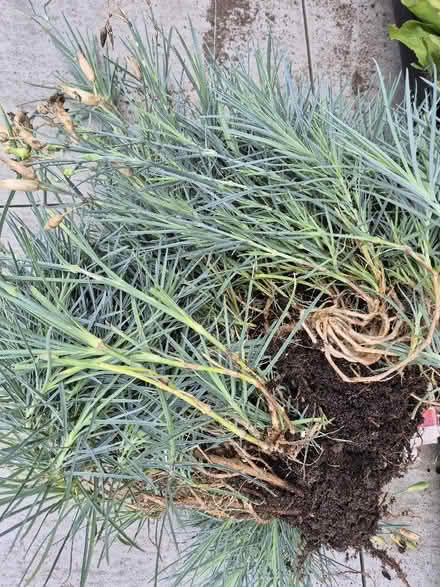 Photo of free Carnations/ pinks (Tytherington SK10) #1