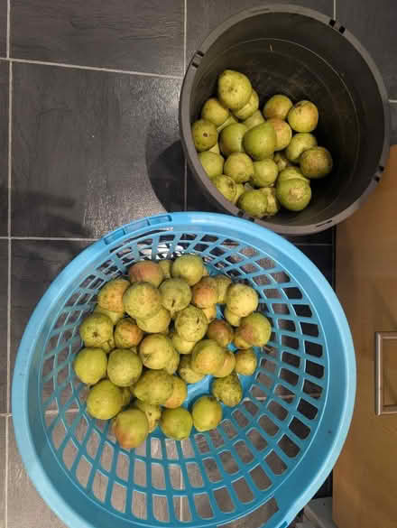 Photo of free Pears for cooking (Greenbank and Hunt Club) #1