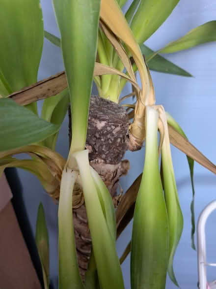 Photo of free Poorly yukka (Home PO15) #3