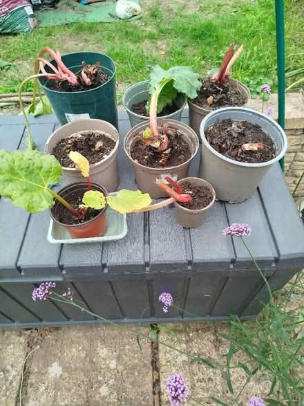 Photo of free Rhubarb Plants (Catton NR6) #1