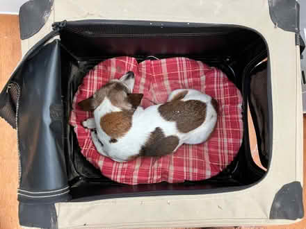 Photo of free Crate for small dog or cat (New Invention SY7) #1