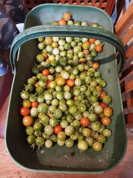 Photo of free Green tomatoes (Boroughbridge) #1