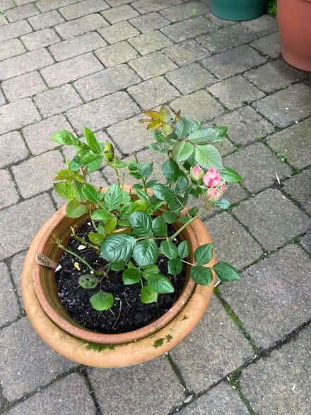 Photo of free Rose plants (Bridge of Allan FK9) #1