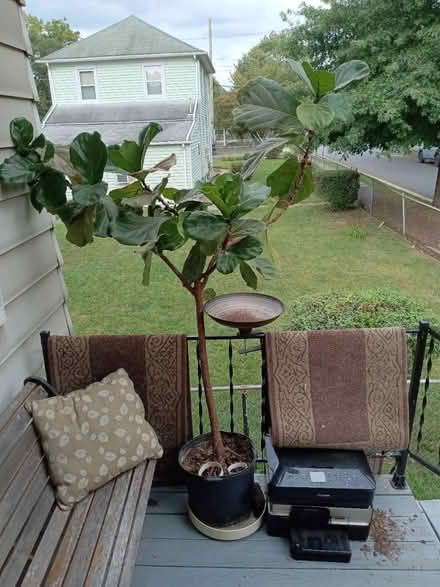 Photo of free needs home w/southern exposure (Mt Rainier MD) #1