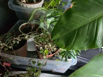 Photo of free TodayASAP // Plants - Some beautiful, some needing TLC (Chandler's Ford SO50) #3