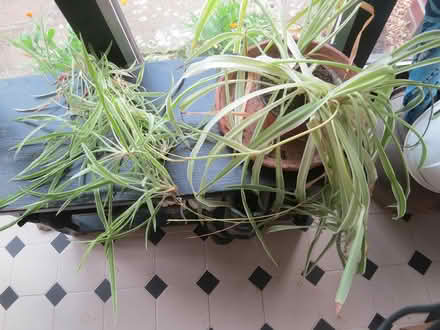 Photo of free Mature spider plant with babies (CB4 Cambridge) #1
