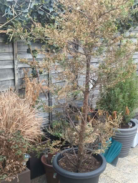 Photo of free Garden plants x 3 (Enfield EN3) #1