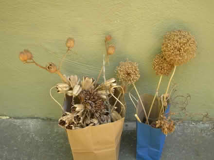 Photo of free natural history & collage stuff (san rafael/santa venetia) #2