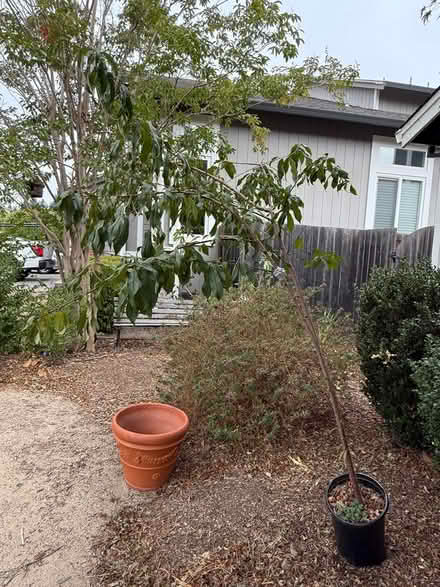 Photo of free Peach tree, succulent trimmings (Cotati) #2