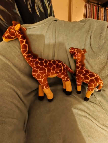 Photo of free 2 giraffes (Sutton Park DY11) #1