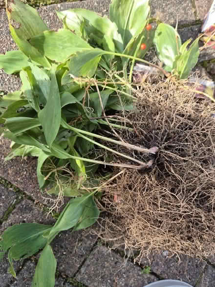 Photo of free Lillies of the valley plants (Tytherington SK10) #1