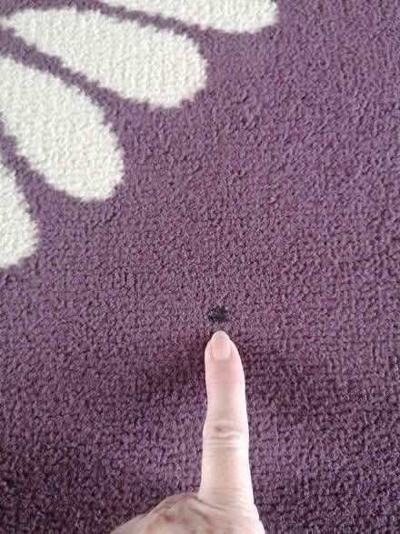 Photo of free Purple Rug (Presteigne LD8) #3