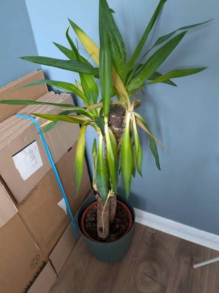 Photo of free Poorly yukka (Home PO15) #1