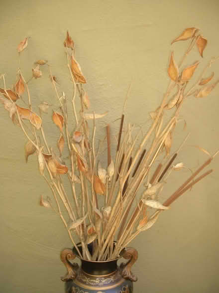 Photo of free natural history & collage stuff (san rafael/santa venetia) #3