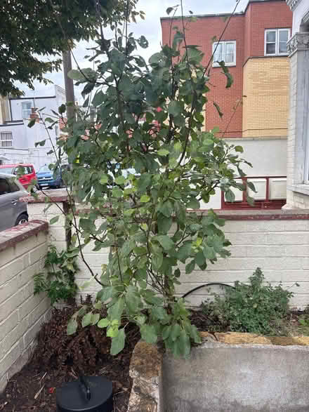 Photo of free Tree (Harringay Ladder N4) #1