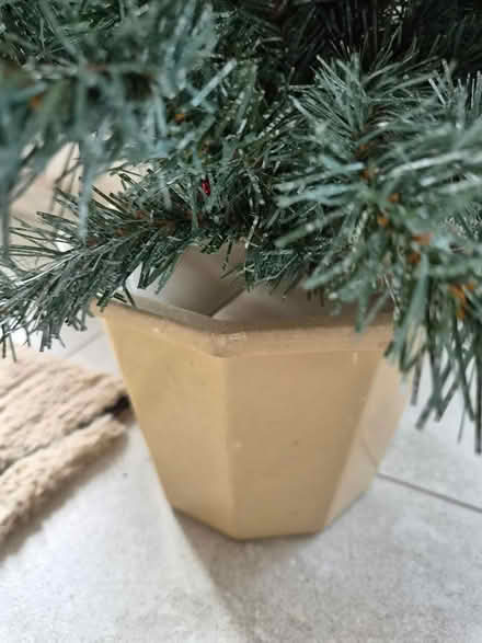 Photo of free Christmas tree (Loughborough) #2