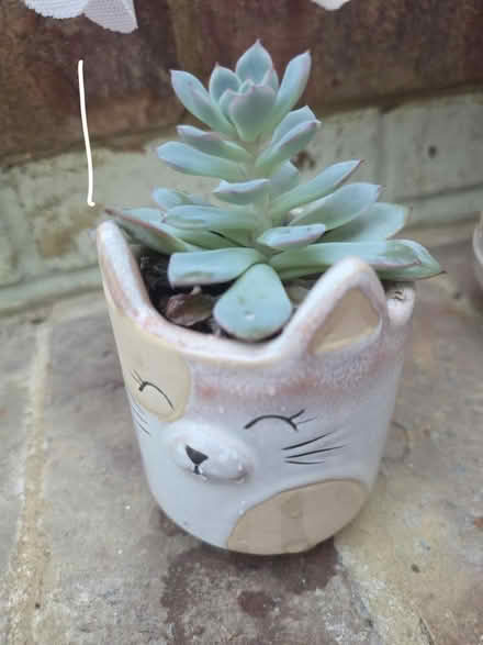 Photo of free Small M&S Succulents inc Pot (Bovingdon) #1