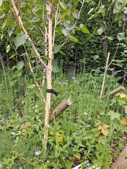 Photo of free 3 silver birch trees (Calver S32) #2