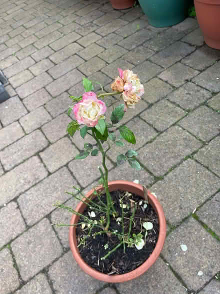 Photo of free Rose plants (Bridge of Allan FK9) #2