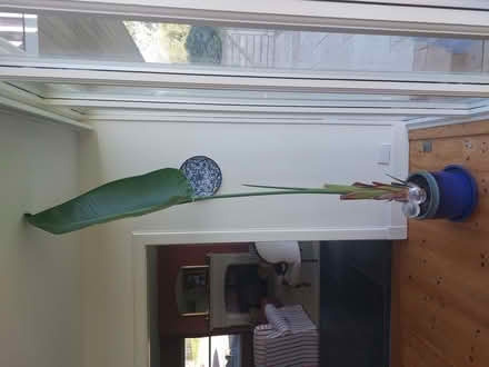 Photo of free Strelitzia nikolai (Midlemburn TD6) #2