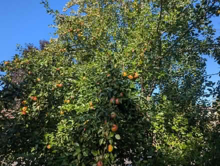 Photo of free Pears for cooking (Greenbank and Hunt Club) #2