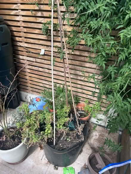 Photo of free Plant pot tub (E12 Manor park) #1