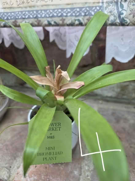 Photo of free Small M&S Succulents inc Pot (Bovingdon) #4