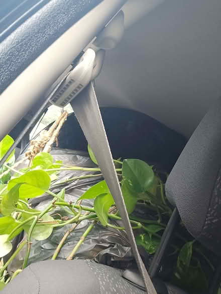 Photo of free TodayASAP // Plants - Some beautiful, some needing TLC (Chandler's Ford SO50) #4