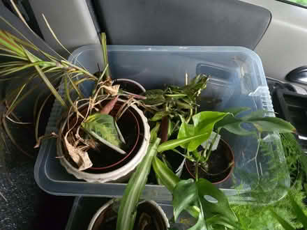 Photo of free TodayASAP // Plants - Some beautiful, some needing TLC (Chandler's Ford SO50) #2