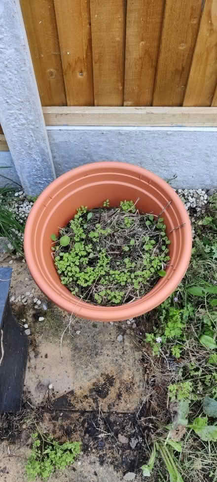 Photo of free Garden box and pots (Nottingham) #4