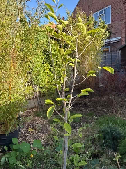 Photo of free Magnolia Tree (Cam GL11) #1