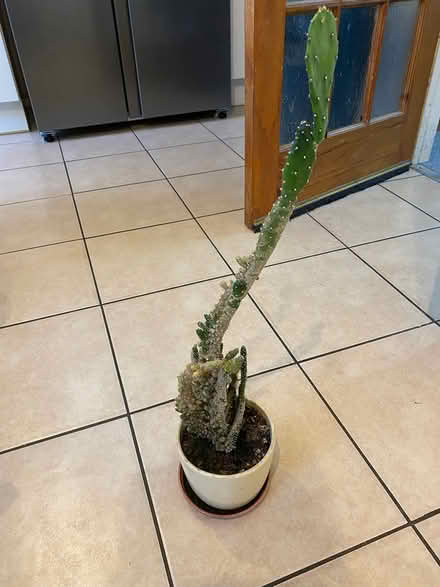 Photo of free Cactus (par) #1