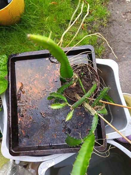 Photo of free Succulent (Rochdale, OL11) #3