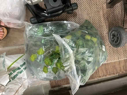 Photo of free New fake Ivy (small leaves) (falls church) #1