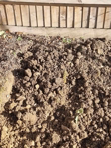 Photo of free Topsoil 30+ bags (Ashford TN24) #3