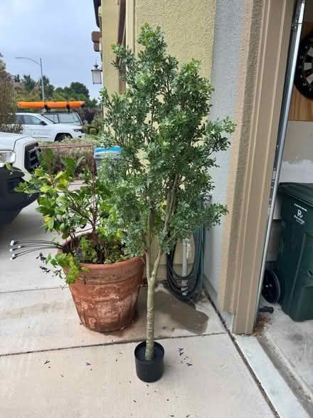 Photo of free Fake tree brand new (West Petaluma) #2