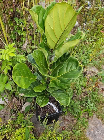 Photo of free Fiddle leaf fig (Near the experimental farm) #1