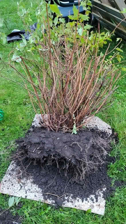 Photo of free Spirea plant. Maybe japonica? (chorley PR6) #1