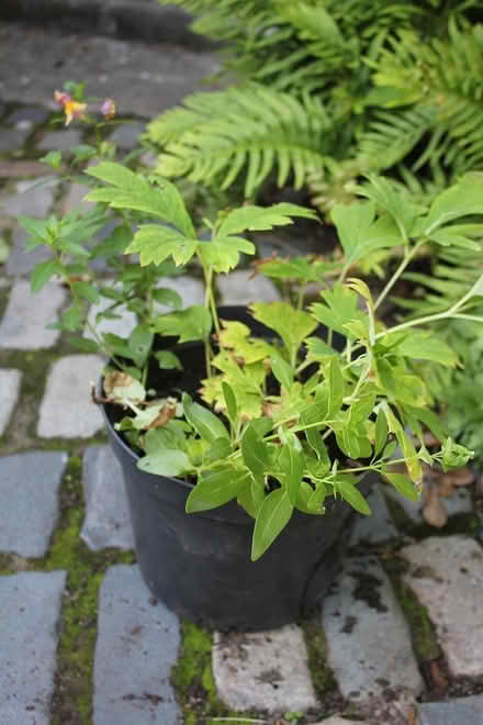 Photo of free Healthy garden plants (Bray Seafront) #1