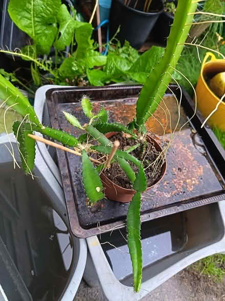 Photo of free Succulent (Rochdale, OL11) #1