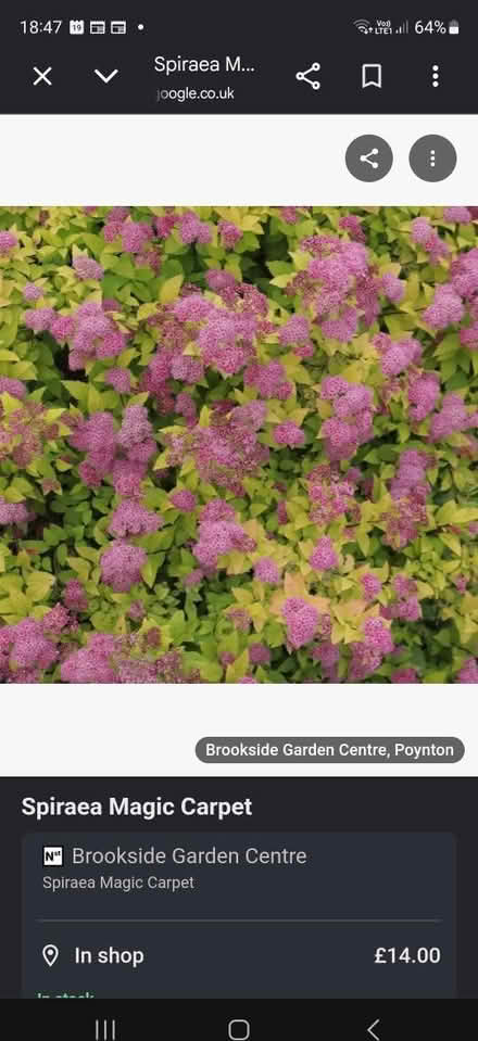 Photo of free Spirea plant. Maybe japonica? (chorley PR6) #4