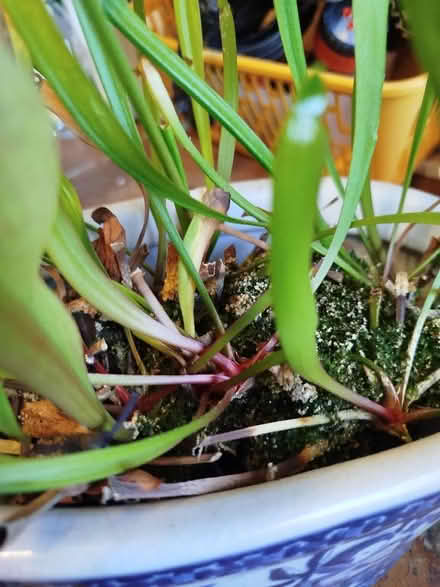 Photo of free 2 carnivorous plants (pot not included) (Kenton NE3) #2