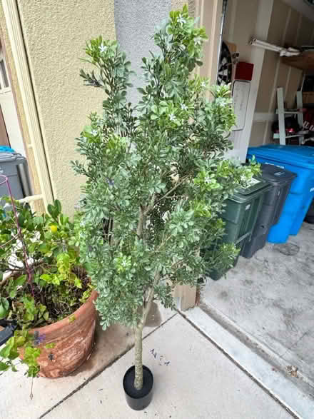 Photo of free Fake tree brand new (West Petaluma) #1
