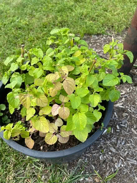 Photo of free Peppermint(?) cutting (Financial district) #1