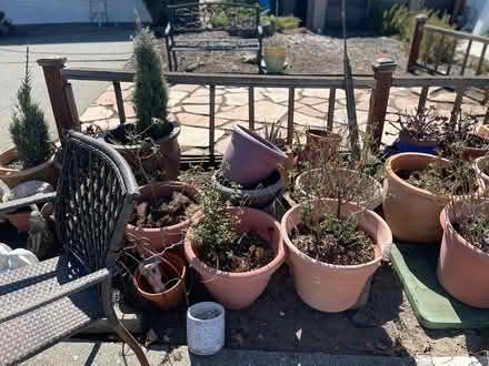 Photo of free Garden pots! Many (Novato) #2