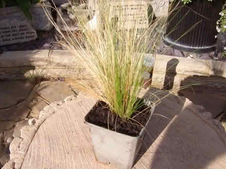 Photo of free plant grass in pot (Durrington BN13) #1