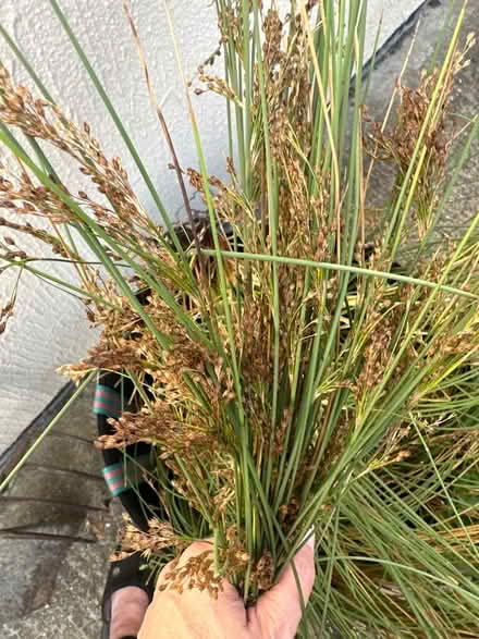Photo of free Junctus - Rush - outdoor plant (CO4 9 Colchester) #2