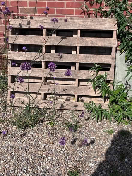 Photo of free Two wooden pallets (LE67 Bagworth) #1