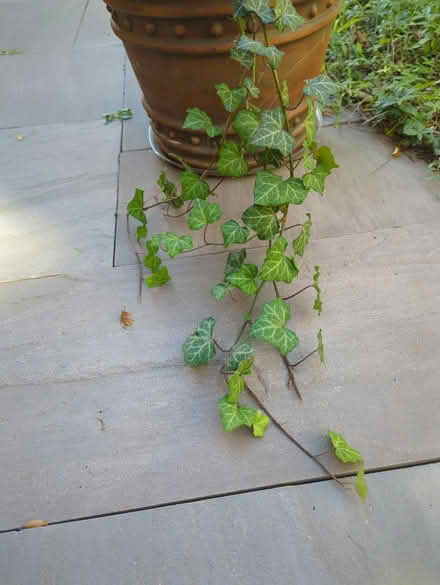 Photo of free Ivy (Centrepoint) #1